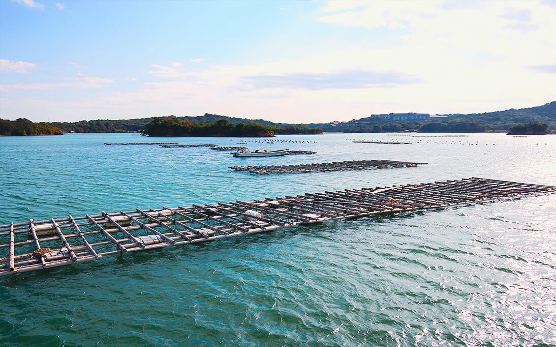 Akoya Pearl Farming in Ago Bay, Japan