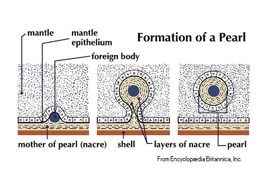 Pearl Formation: Encyclopaedia Britanica